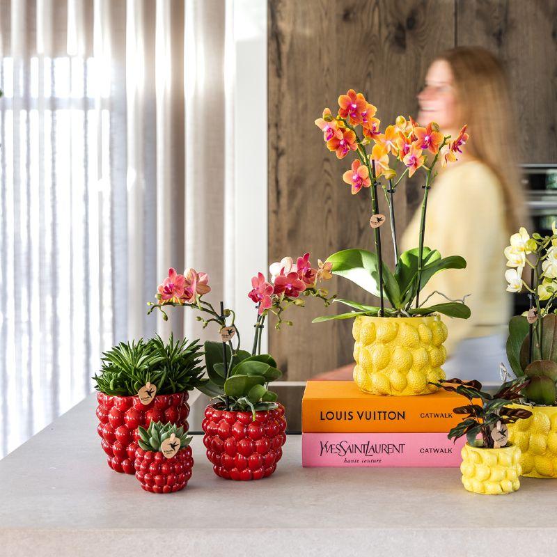 Kolibri Company | Set di piante Orchidea Phalaenopsis rossa Congo e succulente incl. vasi decorativi in ceramica Berry