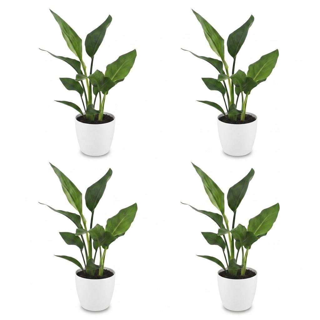 Green boutiQ - Strelitzia Reginea - Bird of Paradise - 4 Plants - with White Pot - Pot 12cm - Height - 35cm