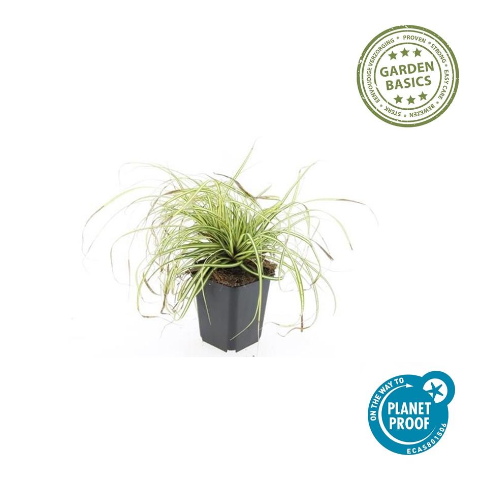 48x Carex oshim. 'Evergold' - ↕10-25cm - Ø9cm