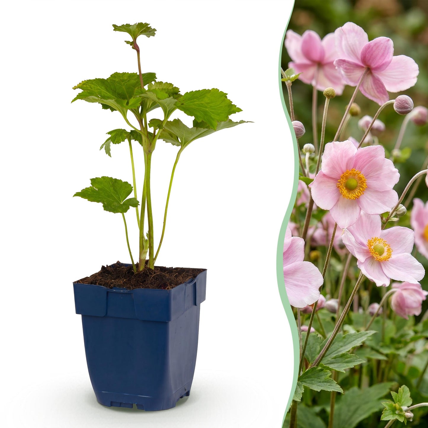 Vasteplant - Anemone hybr. Kön. Charlotte - Herfst Anemoon - Schaduw - Roze - 3 Planten - Pot 11cm - Hoogte 15-25cm