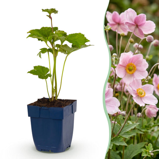 Perennial - Anemone hybr. 'Königin Charlotte' - Japanese Anemone - Shade - Pink - 3 Plants - Pot 11cm - Height 15-25cm