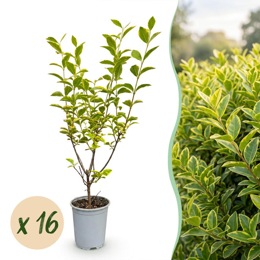 Green boutiQ - 16x Ligustrum ovalifolium Aureum - Ligustro variegato - Piante da siepe - Sempreverdi - Variegate - Vaso 9cm - Altezza 35-45cm