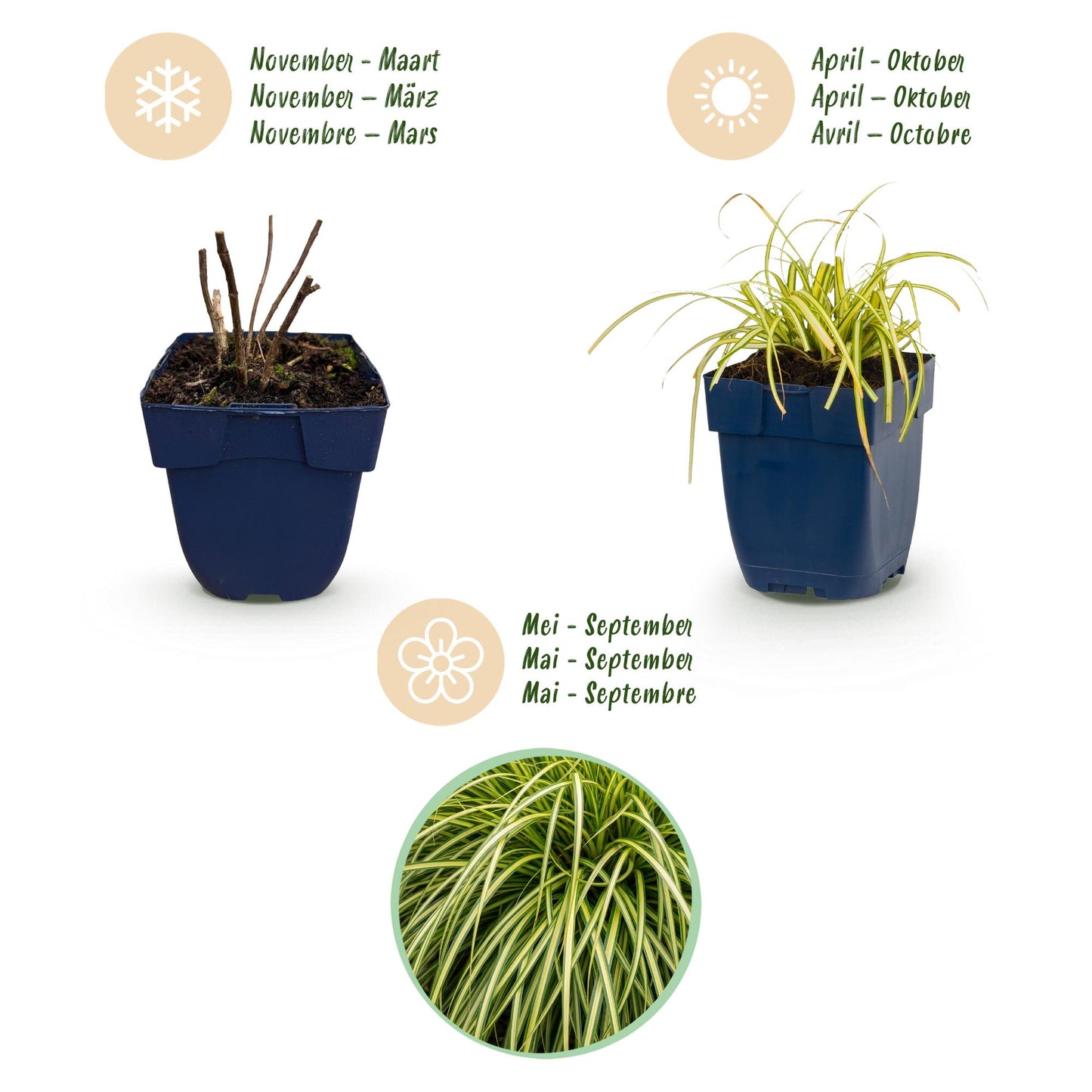 Graminacee - Carex oshimensis Evergold - Carice giapponese - Sempreverde - Giallo-verde - 6 Piante - Vaso 11cm - Altezza 15-25cm
