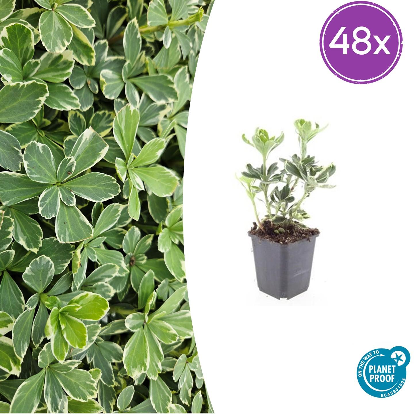 48x Pachysandra term. 'Variegata' - ↕10-25cm - Ø9cm