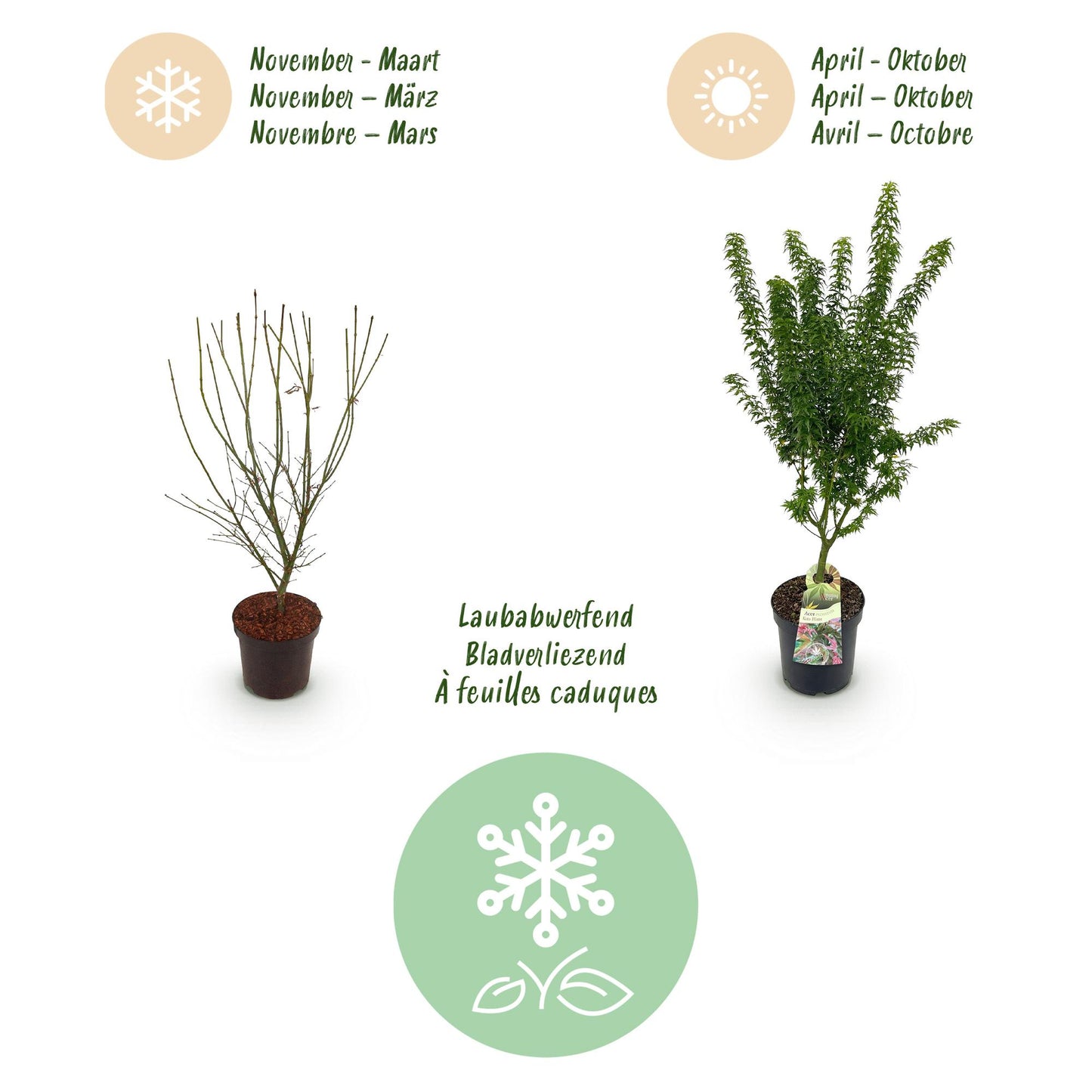 Pianta da giardino - Acer palmatum Koto Hime - Acero giapponese - Deciduo - Verde - 1 - Vaso 26cm - Altezza 90cm