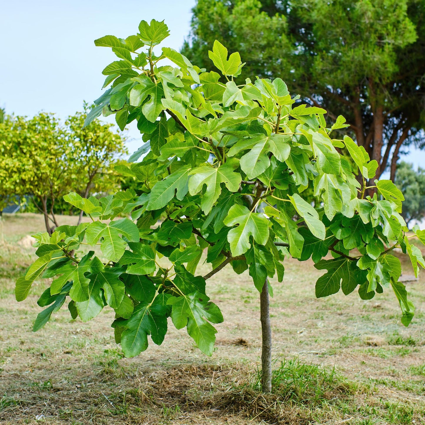 Green boutiQ - Plant op Stam - Ficus carica Brown Turkey - Terras Plant - Bladverliezend - Winterhard - Groene Vrucht - Pot 19cm Hoogte 90cm