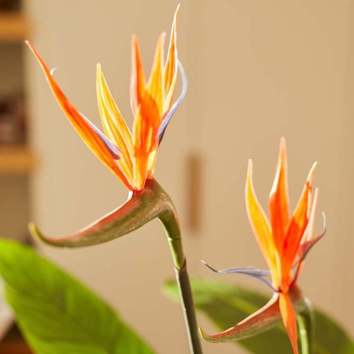 Strelitzia artificiel fleuri en pot noir – 120 cm