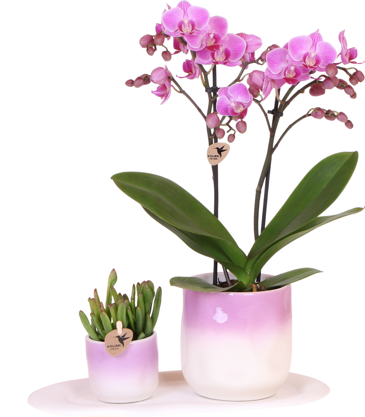 Kolibri Company | Set di piante San Valentino 'Gradience Pink' | Orchidea Phalaenopsis viola Vienna e succulenta incl. vasi decorativi in ceramica