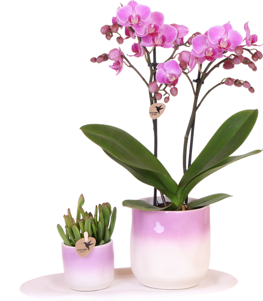 Kolibri Company | Plantenset Valentijn 'Gradience Pink' | Paarse Phalaenopsis Orchidee Vienna en Succulent incl. keramieken sierpotten
