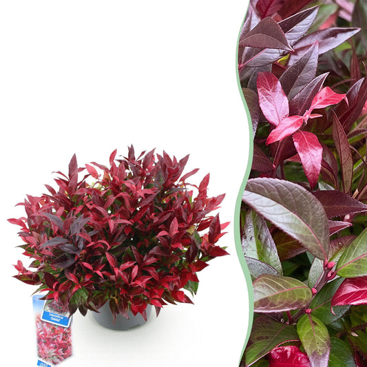 Garden Plant - Leucothoe Zeblid - Red - 1 Plant - Evergreen - Low Maintenance - Pot 17cm Height 45cm