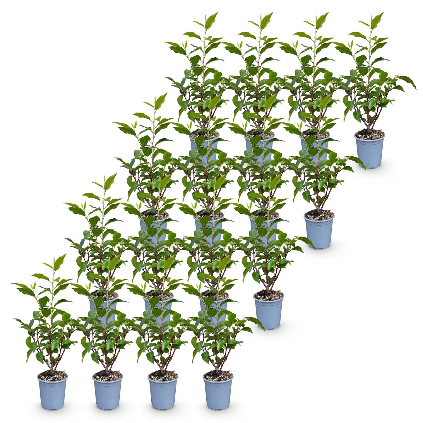Green boutiQ - 16x Prunus lusitanica Angustifolia - Portuguese Laurel - Hedge Plants - Evergreen - Green - Pot 9cm - Height 25-35cm