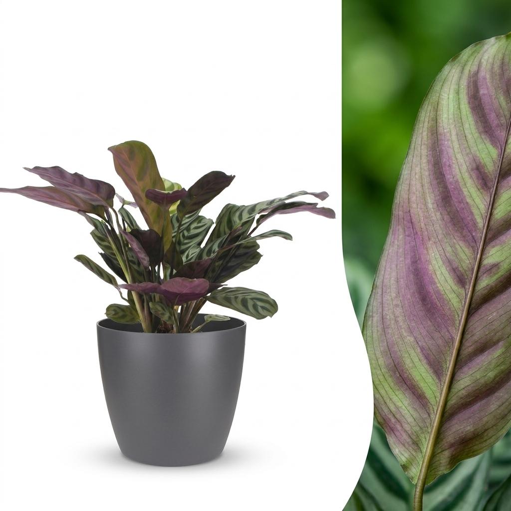 Ctenanthe Burle Marxii - Fishbone Prayer Plant - 1 Plant - with Grey Pot - Pot 12cm - Height 30cm