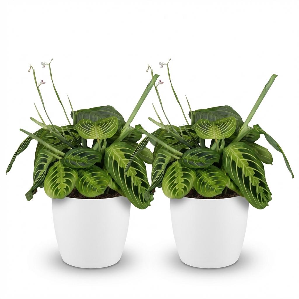 Houseplant - Maranta Fascinator Lemon Lime - Prayer Plant - Pet Friendly Plant - Green - 2 Plants - with White Pot - Pot 12cm - Height 25cm