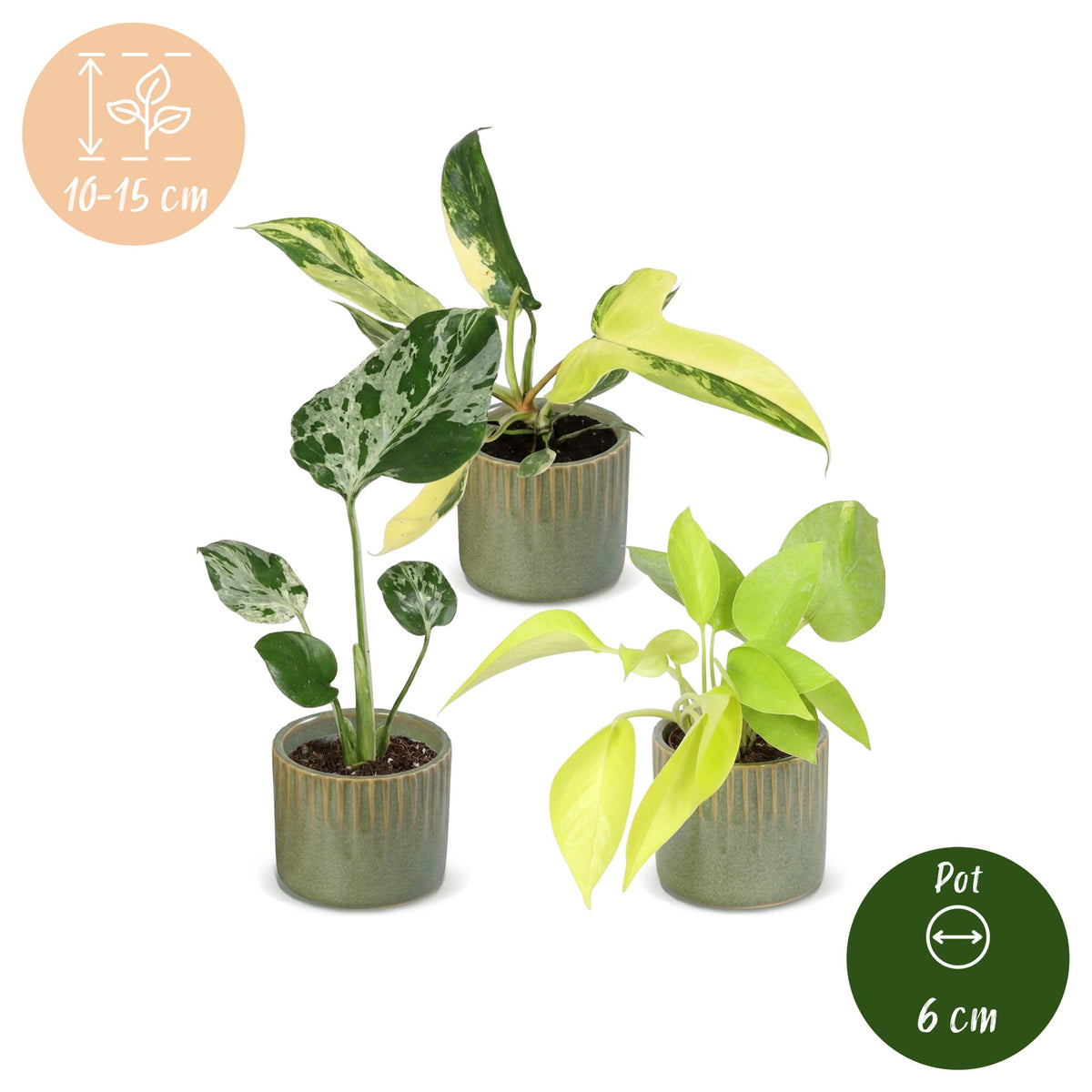3x Baby Tropical Mix - Assorted - Tropical - incl. Linnea Olive - Ø6cm - ↕10-15cm