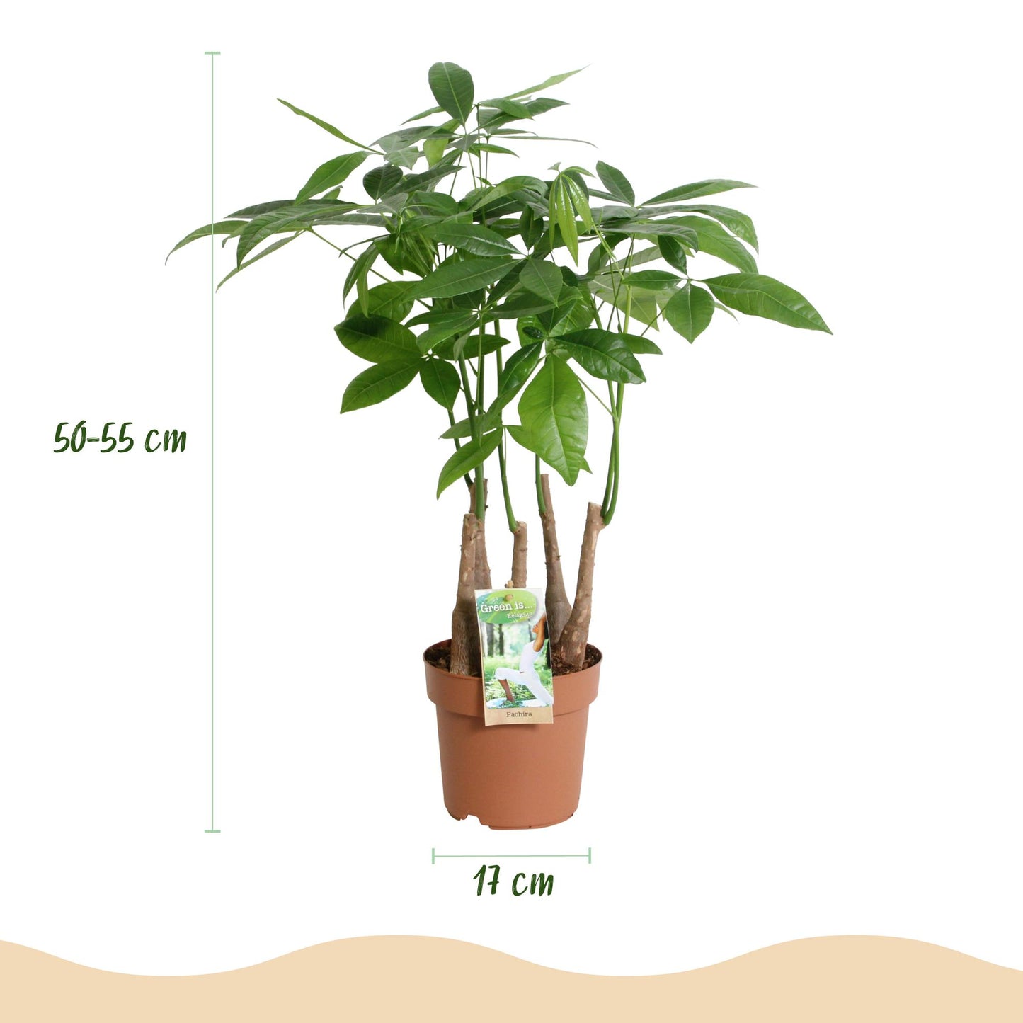 Green BoutiQ - Green is... Houseplants - Pachira Aquatica multi stem - Money Tree - Low maintenance - Green - 2 Plants - Pot 17cm - Height 50-55cm