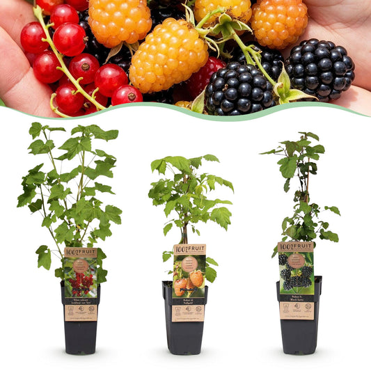 Fruit Plant - Ribes-Rubus Mix - Tricolor - Hardy - Redcurrant - Blackberry - Yellow Raspberry - 3 Plants - 15cm Pot - 50cm Height