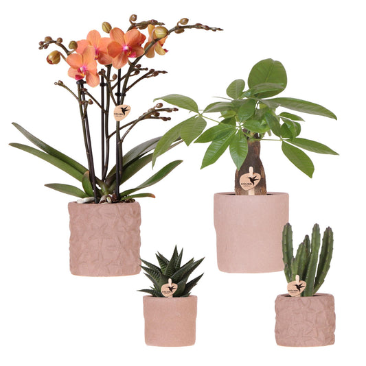 Kolibri Orchids | Set of orchid Bolzano and succulents in ceramic decorative pots - pot size Ø9cm &amp; Ø6cm | flowering houseplant - fresh from the grower