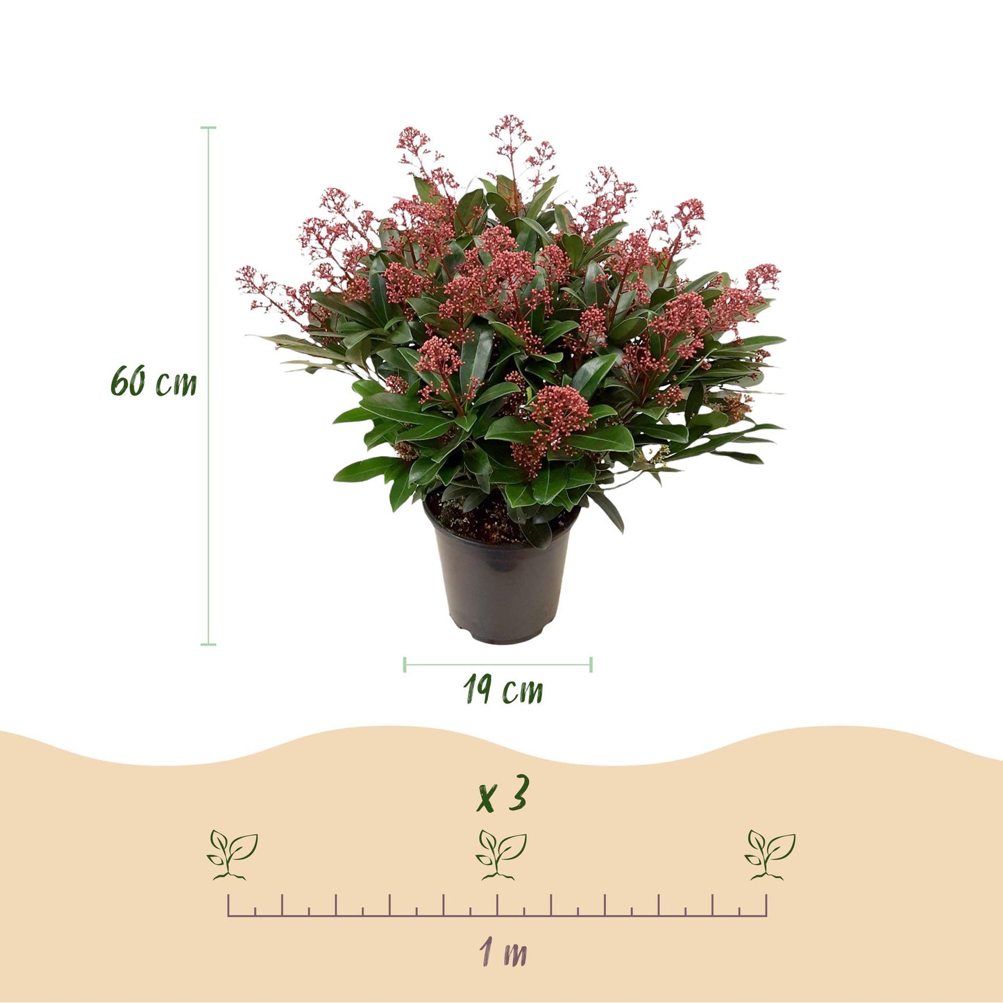 Patio Plant - Skimmia japonica Duo - White & Red Flowers - 40+ Flowers - 2 Plants - Winter Hardy - Pot 19cm Height 60cm