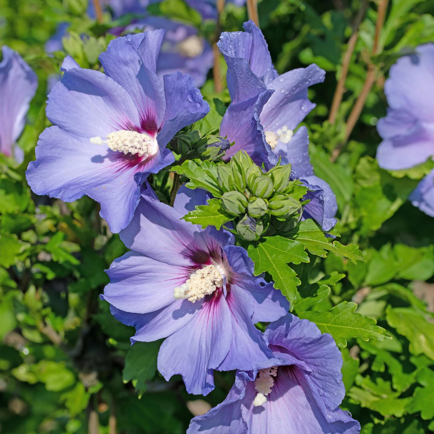 Green boutiQ - Plante de jardin - Hibiscus syriacus Oiseau Blue - Hibiscus de jardin - Résistant à l'hiver - Bleu - 3 Plantes - Pot 17cm - Hauteur 45cm
