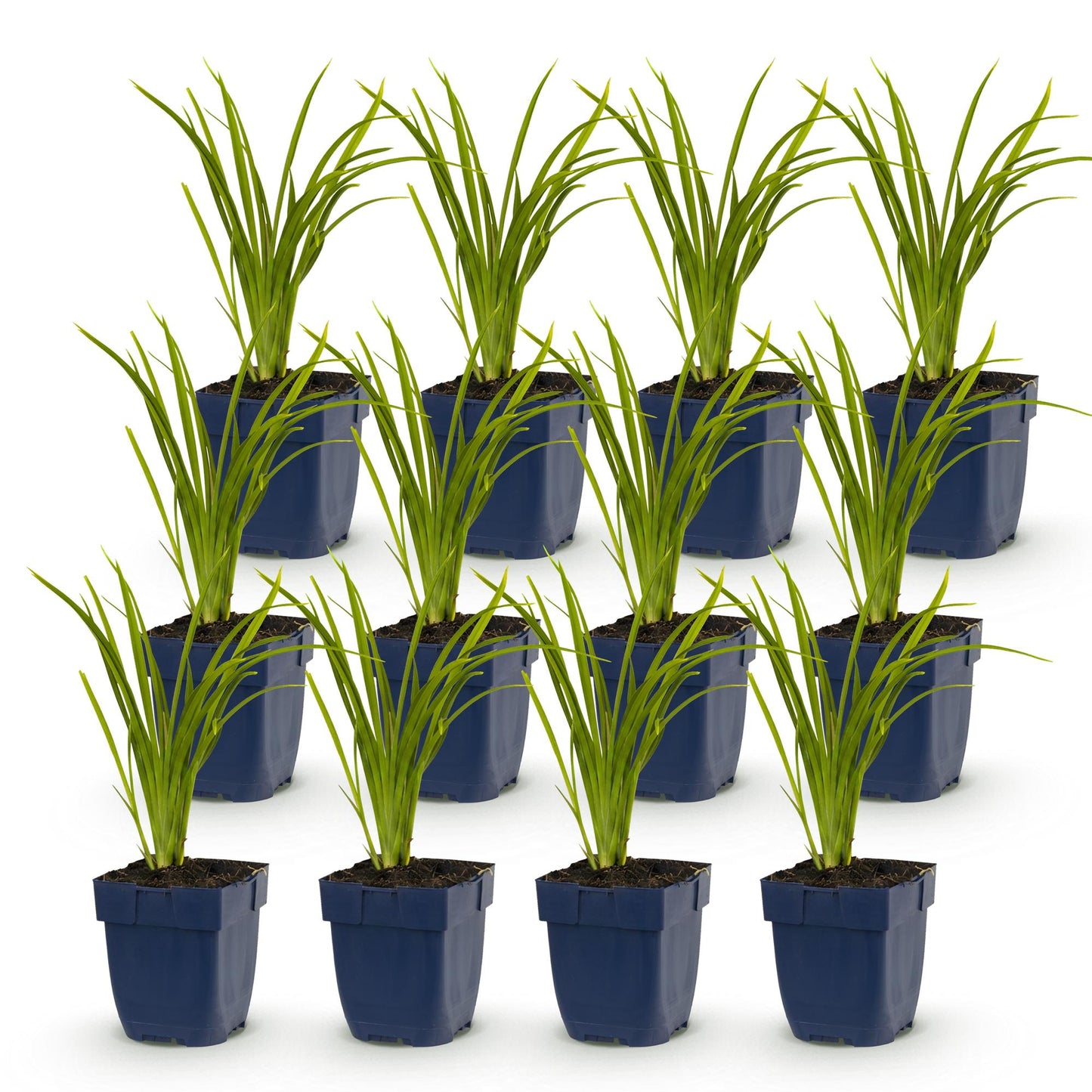 Green boutiQ - Plante vivace - Hemerocallis Autumn Red - Hémérocalle - Attire les abeilles et les papillons - Rouge - 12 Plantes - Pot 11cm - Hauteur 15-25cm