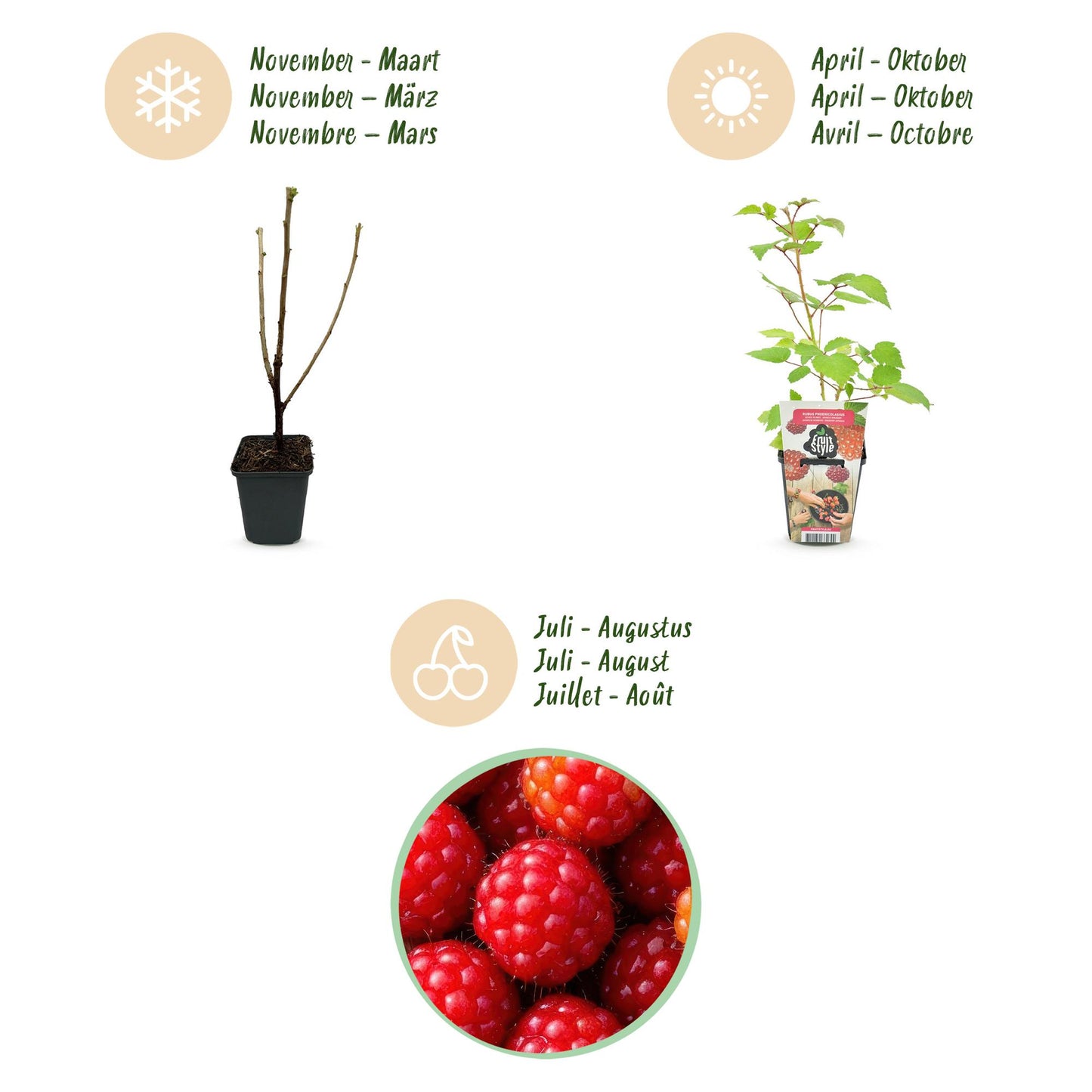Piante da frutto - Lampone giapponese - Rubus Phoenicolasius - Resistente al freddo - 6 piante - Vaso 9 cm - Bacca rossa