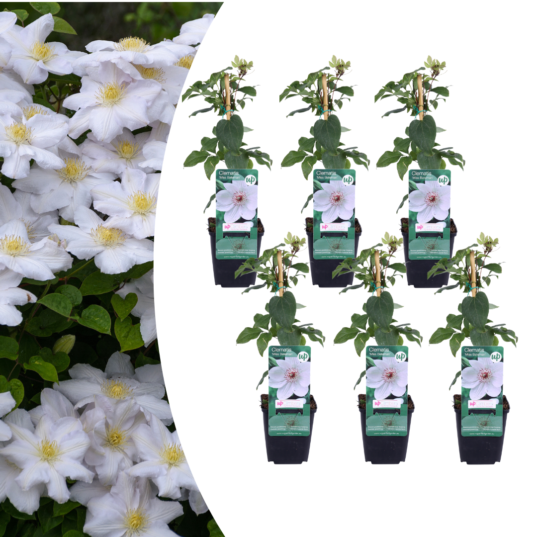 6 Clematis ‘Miss Bateman’ – Vaso P9 – elegante rampicante a fioritura bianca