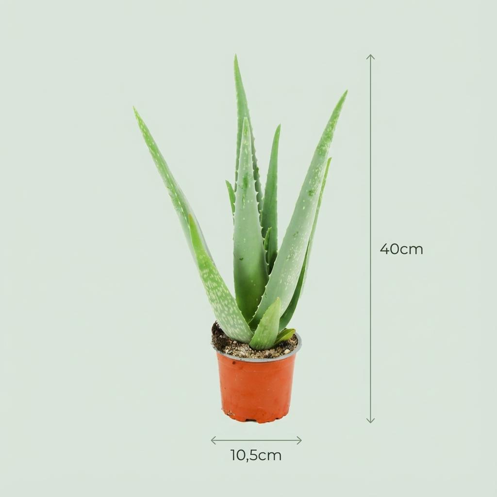 Aloe Vera - Ø 10,5 cm - Altezza: 35 - 40 cm