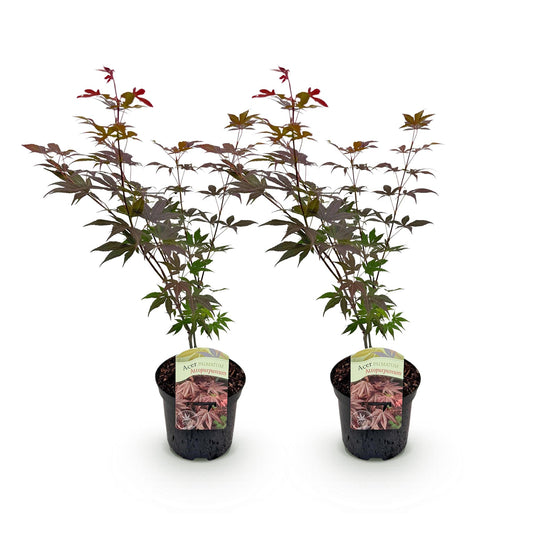 Green boutiQ - Terrasplant - Japanse Esdoorn - Acer palmatum Atropurpureum - Paars - 2 Planten - Bladverliezend - Pot 19cm Hoogte 70cm