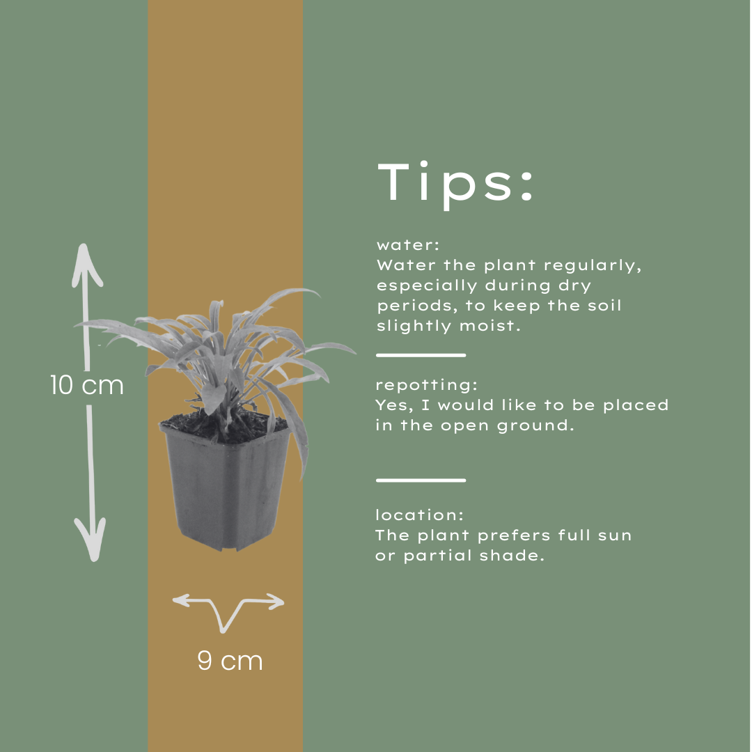 12x Campanula pers. 'Coerulea' - ↕10-25cm - Ø9cm