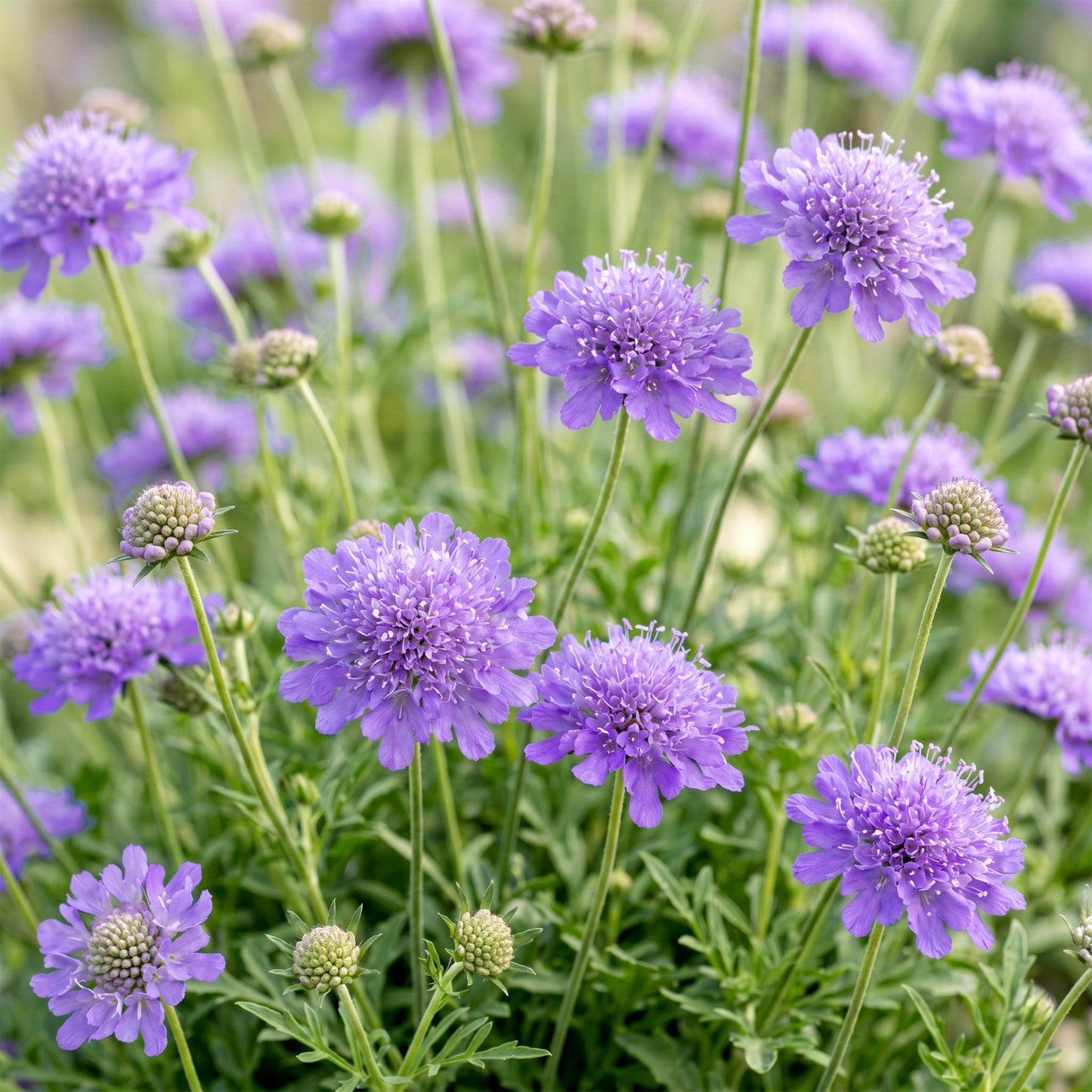 Vasteplant - Scabiosa col. Butterfly Blue - Duifkruid - Bijen en Vlinderlokkers - Paars - 12 Planten - Pot 11cm - Hoogte 15-25cm