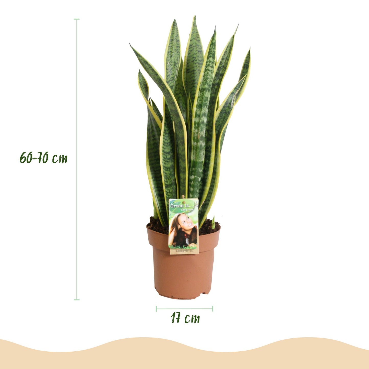 Green is... Kamerplanten - Sansevieria Laurentii - Vrouwentong - Weinig onderhoud - Groen - 1 Plant - Pot 17cm - Hoogte 60-70cm