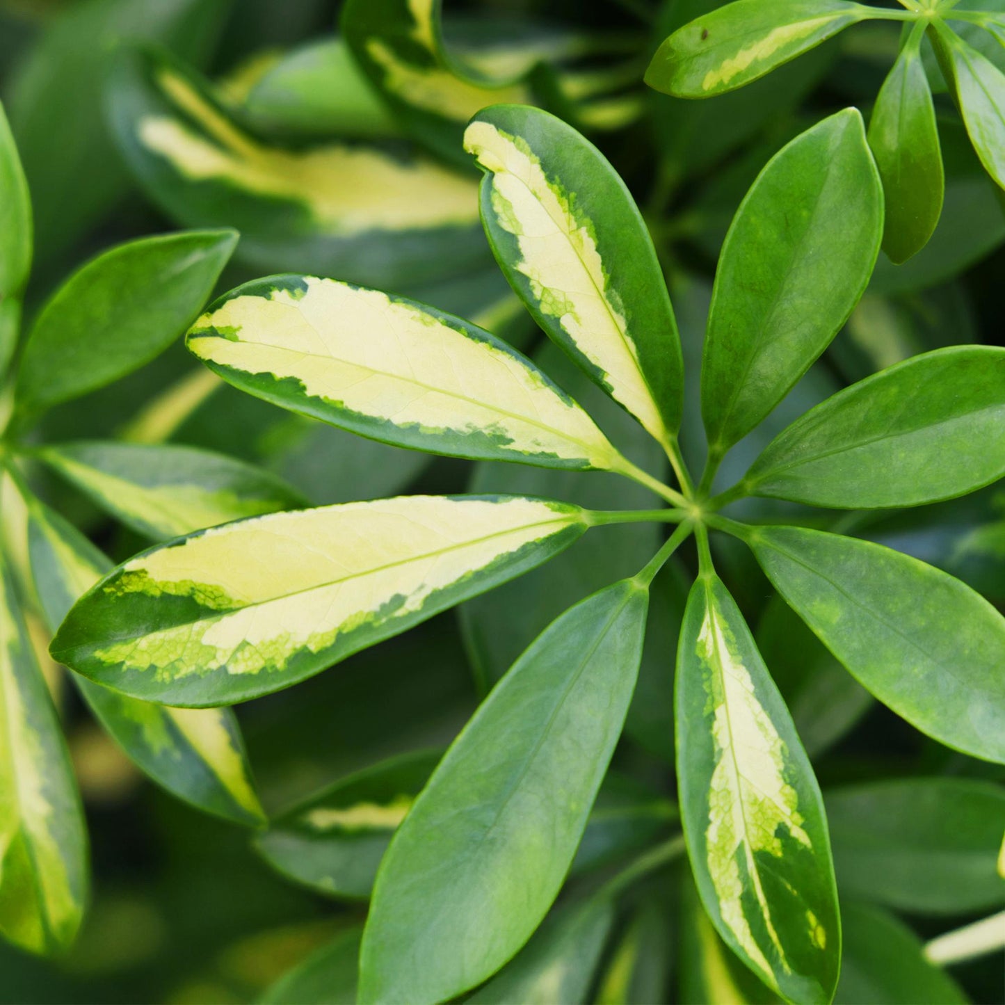 Green is... Houseplants - Schefflera Gold Capella - Dwarf Umbrella Tree - Low maintenance - Green - 1 Plant - Pot 21cm - Height 70-81cm