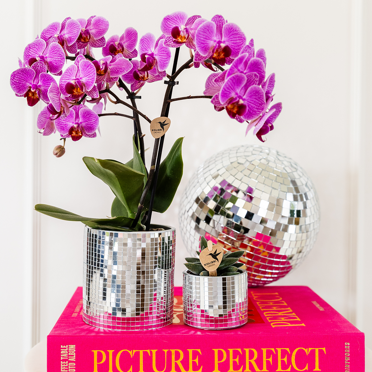 Kolibri Company | Disco Plant Set | Purple Vienna Orchid Ø9cm + Succulent incl. ceramic decorative pots