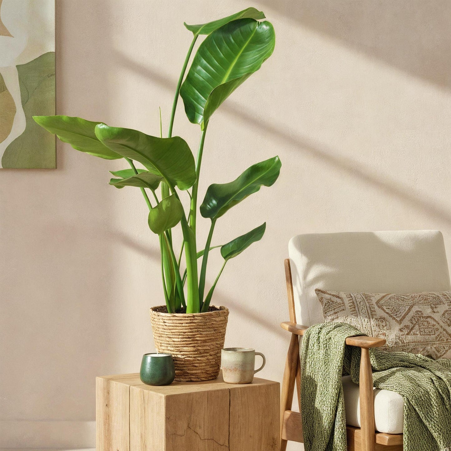 Green is... Piante da interno - Strelitzia Nicolai - Uccello del Paradiso - Poca manutenzione - Verde - 1 Pianta - Vaso 17cm - Altezza 70-90cm