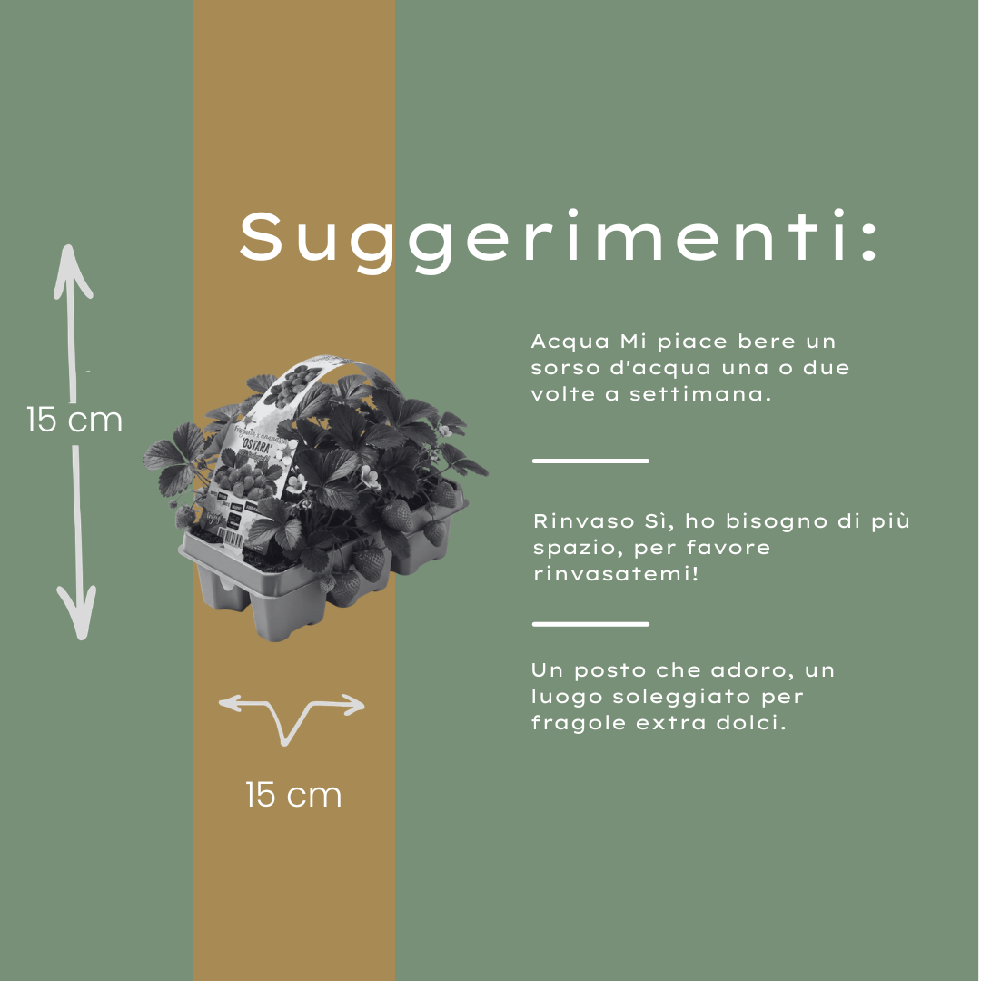 Aardbeien 6 pack (Fragaria) 100% biologisch