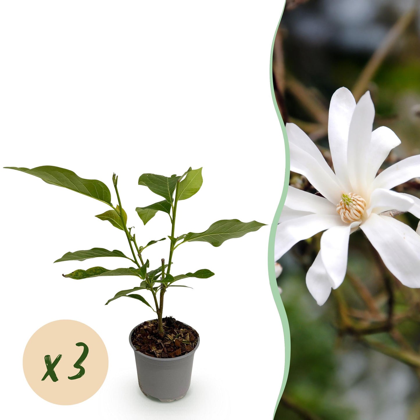 Garden Plant - Star Magnolia - White Flower - 3 Plants - Deciduous - Low Maintenance - Pot 12cm Height 30cm