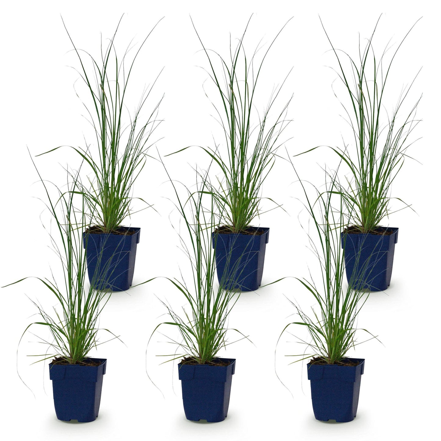 Grassen - Cortaderia sell. Pumila - Dwergpampasgras - Met Pluim - Grijs - 6 Planten - Pot 11cm - Hoogte 15-25cm