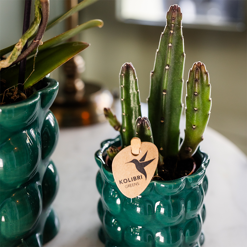 Hummingbird Home | Cotton Shine decorative pot - Green - Ø6cm