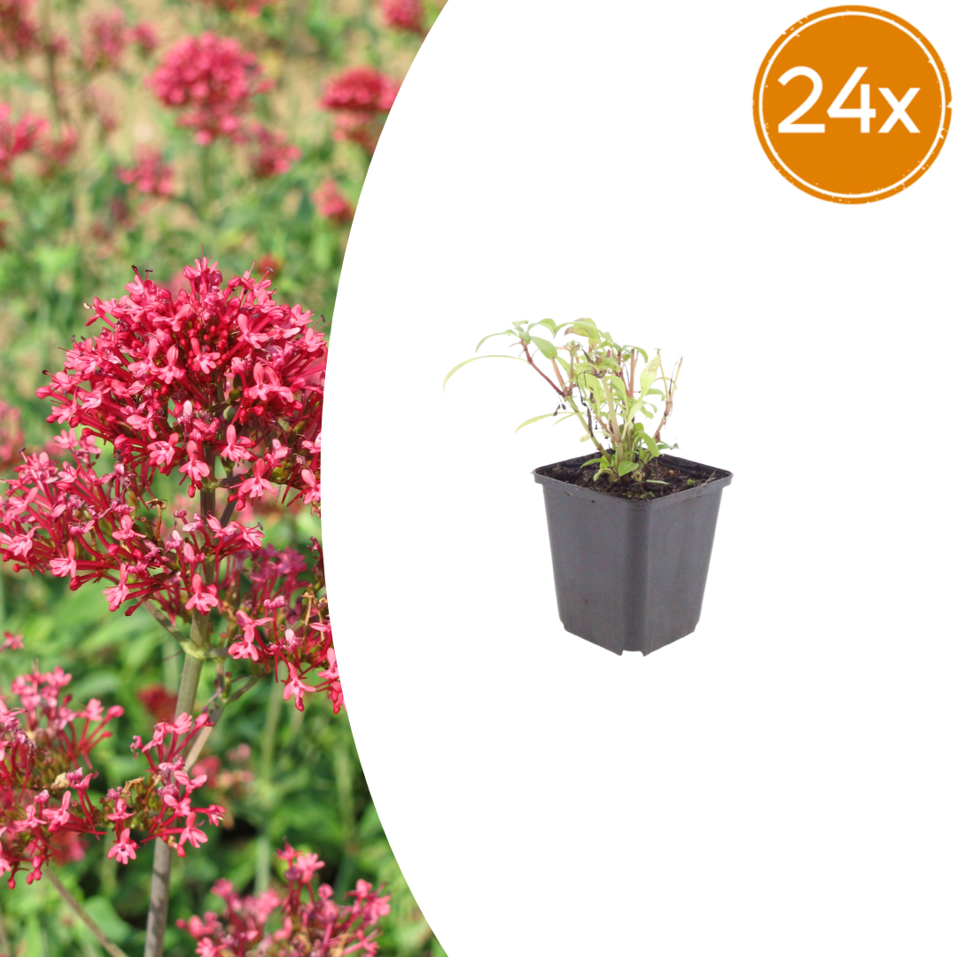24x Red Valerian 'Coccineus' - ↕10-25cm - Ø9cm