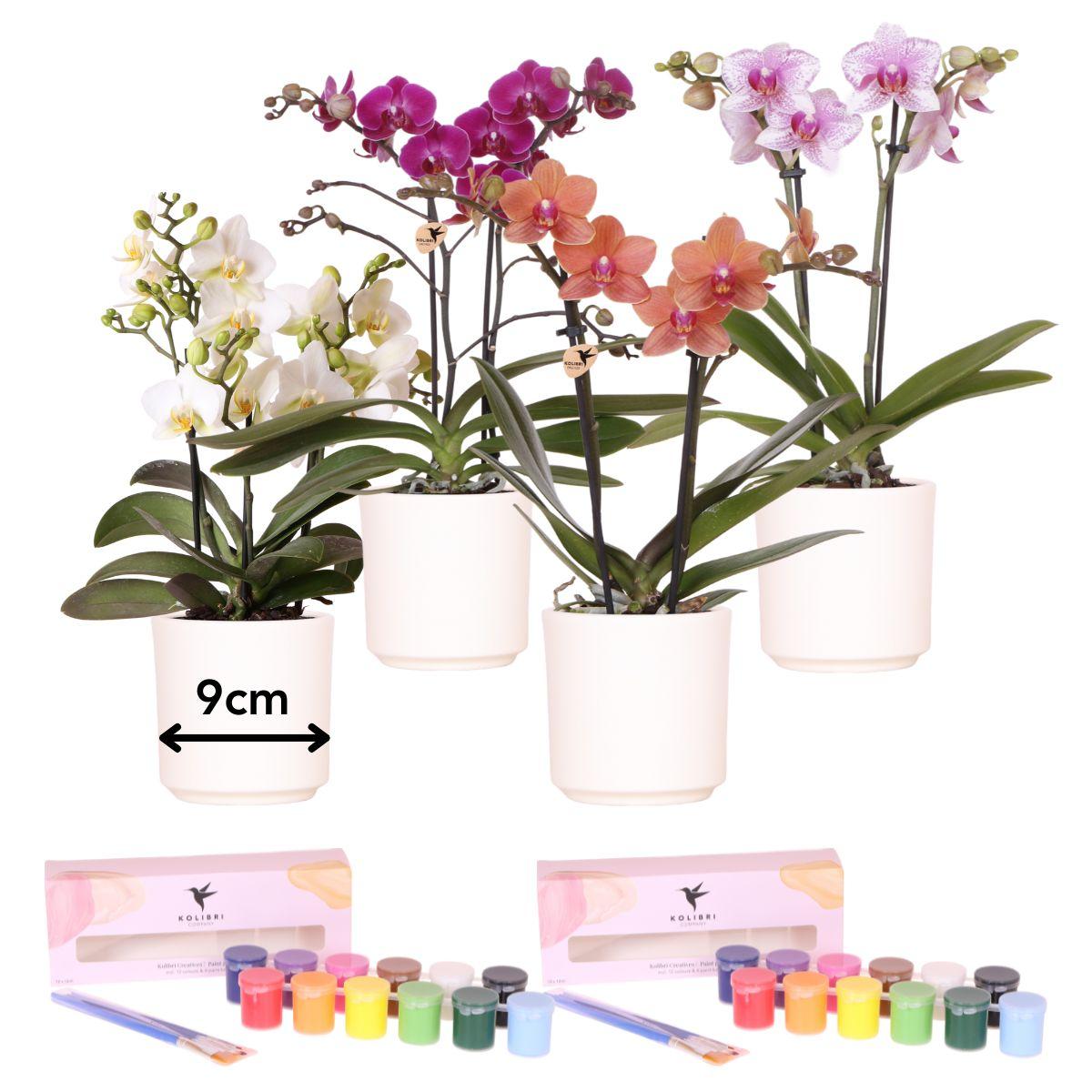 Creativi di Kolibri | Pacchetto di colori per dipingere 4 vasi di fiori + orchidee | per 4 persone | Artista esordiente