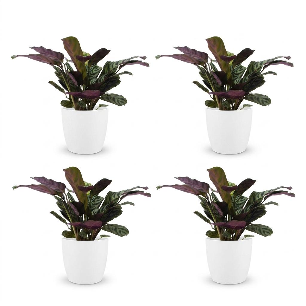 Ctenanthe Burle-Marxii - Fishbone Prayer Plant - 4 Plants - with White Pot - Pot 12cm - Height 30cm