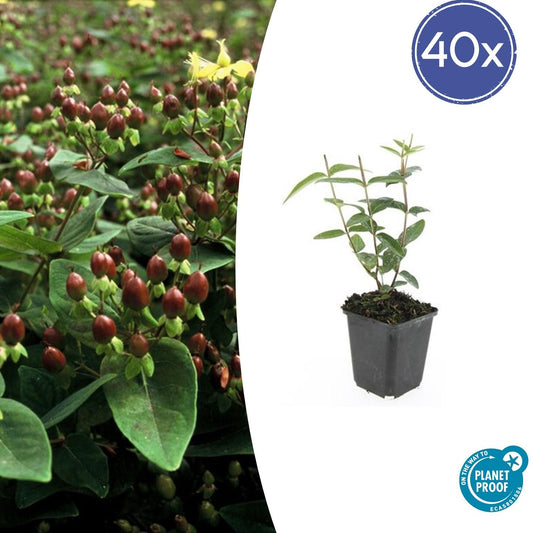40x Hypericum inodorum 'Rheingold' - ↕10-25cm - Ø9cm