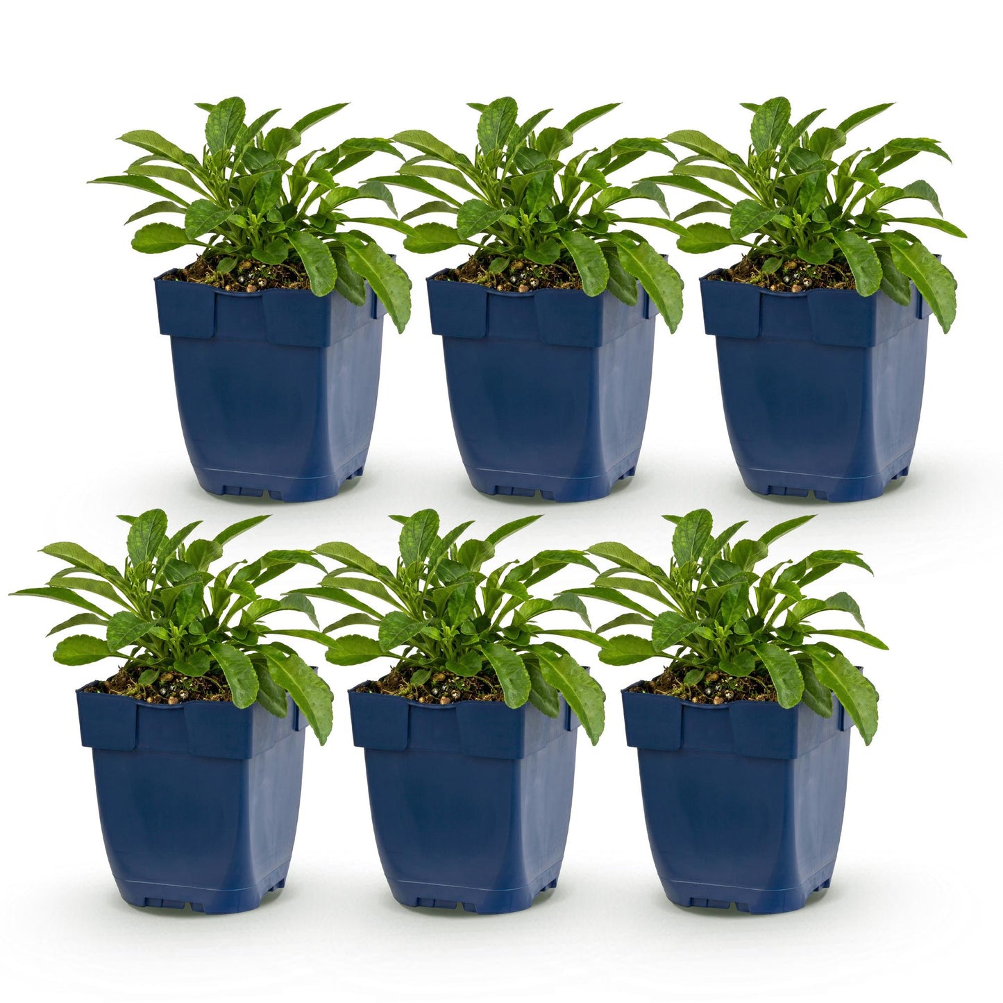 Green boutiQ - Plante vivace - Campanula persicaria Duo - Cloche de pêcher - Attire les abeilles et les papillons - Bleu - Blanc - 6 Plantes - Pot 11cm - Hauteur 15-25cm