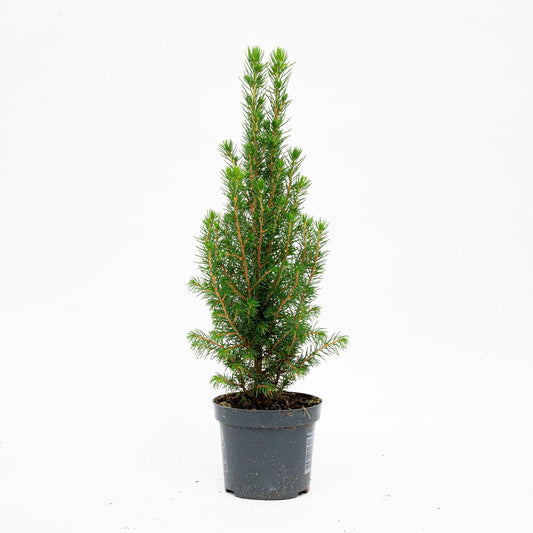 6x Mini-Kerstboom - Chamaecyparis - 25-30 cm