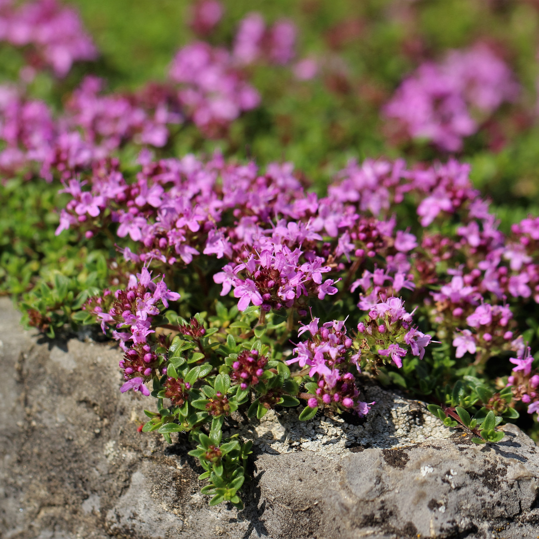 12x Thymus praecox 'Coccineus' - ↕10-25cm - Ø9cm