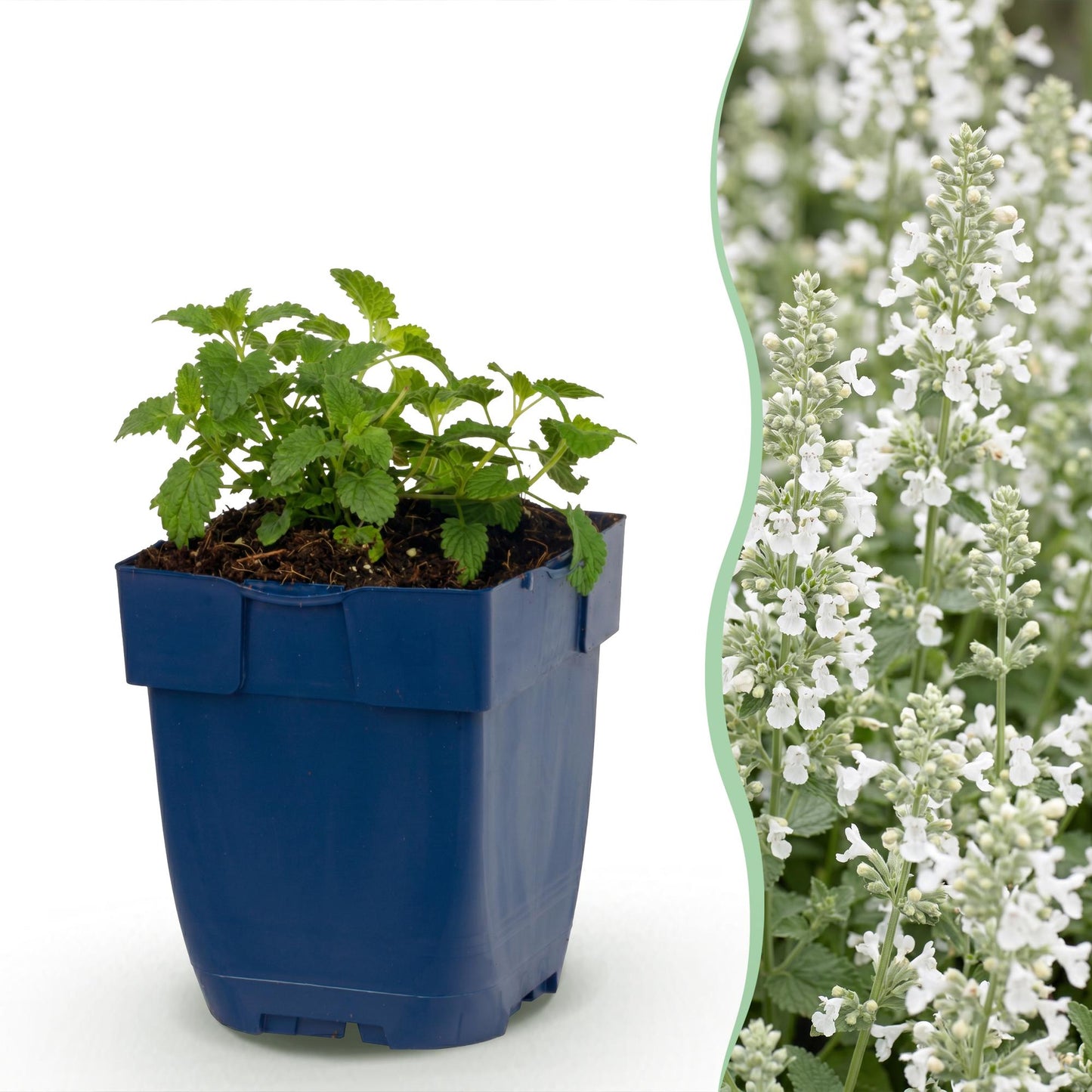 Perennial - Nepeta faassenii Snowflake - Catmint - Bee and Butterfly Attractor - White - 1 Plant - 11cm Pot - 15-25cm Height