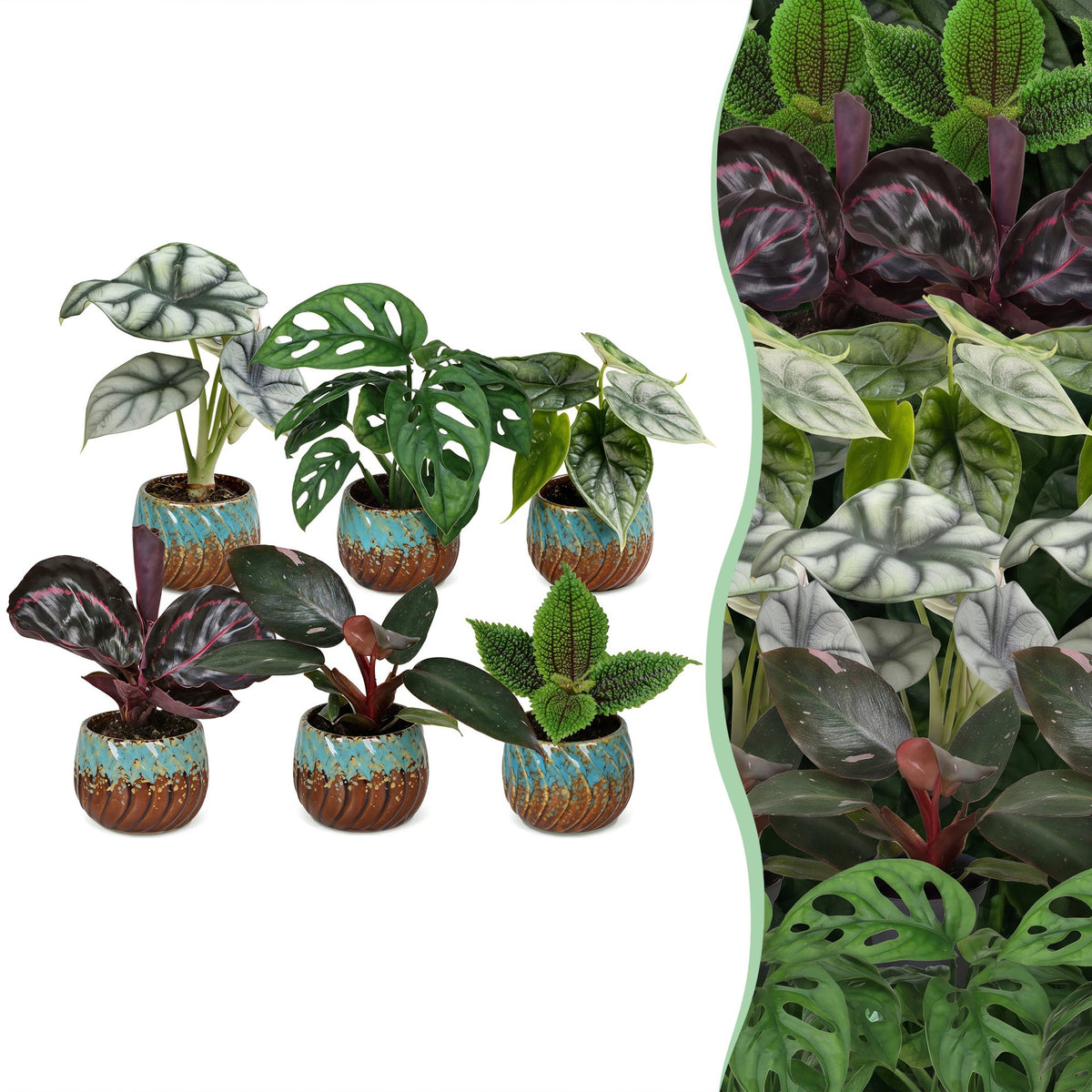 6x Baby Jungle Mix - Diversen - Tropisch - incl. Copper Reef - Ø6cm - ↕10-15cm