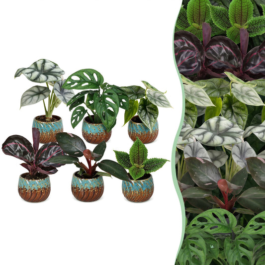 6x Baby Jungle Mix - Couleurs variées - Tropicale - incl. Copper Reef - Ø6cm - ↕10-15cm