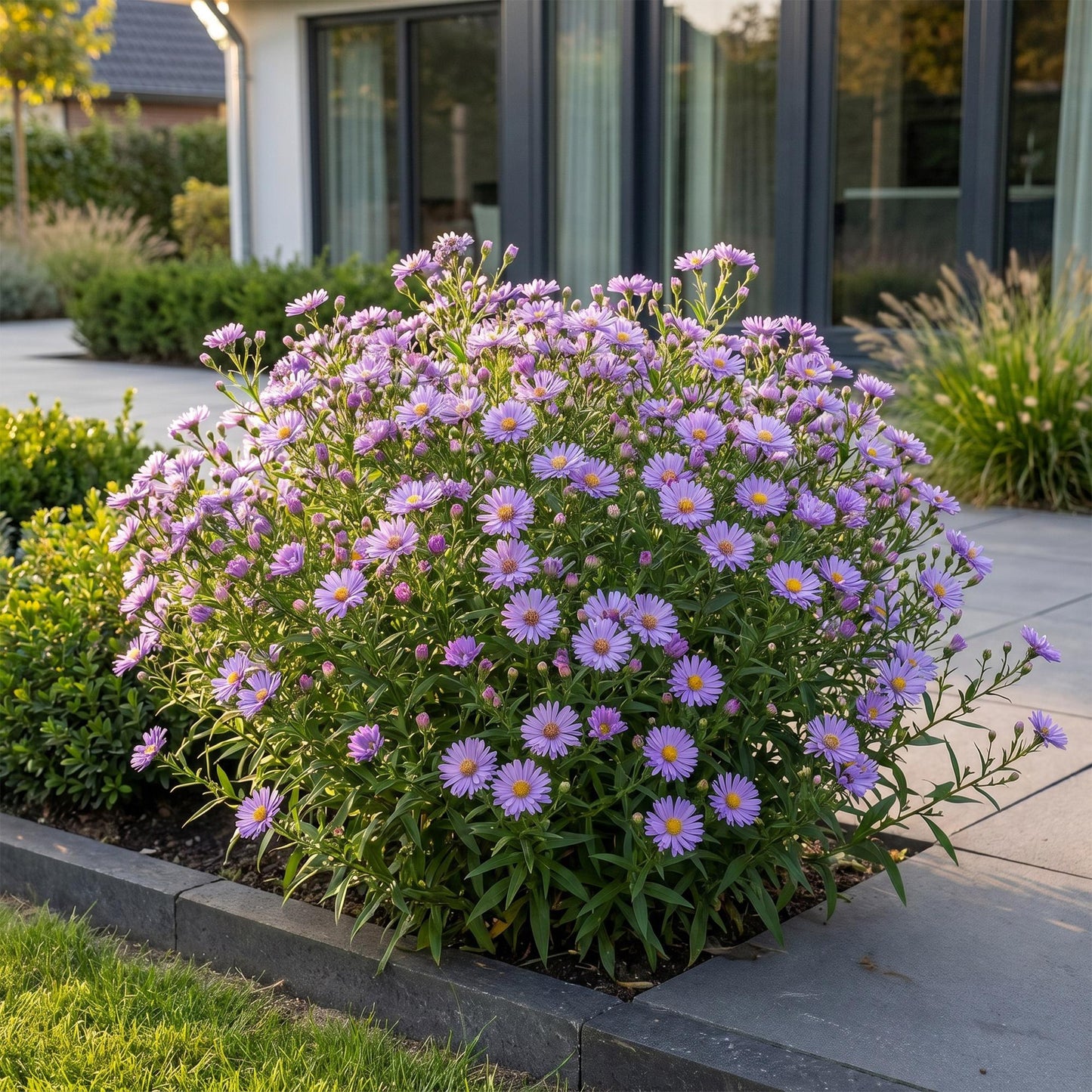 Perennial - Aster (D) Mediterranean - Sea Aster - Bee and Butterfly Attractor - Purple - 1 Plant - Pot 11cm - Height 15-25cm