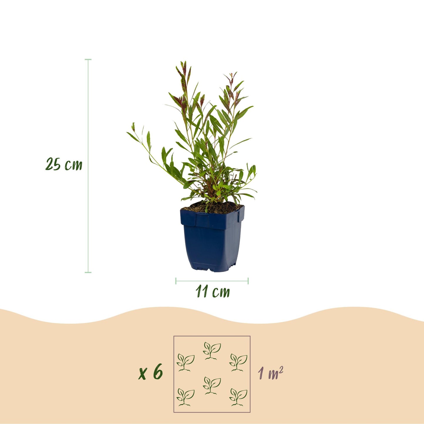 Perennial - Gaura lindh. Whirling Butterflies - Bee and butterfly attractors - White - 12 Plants - Pot 11cm - Height 15-25cm